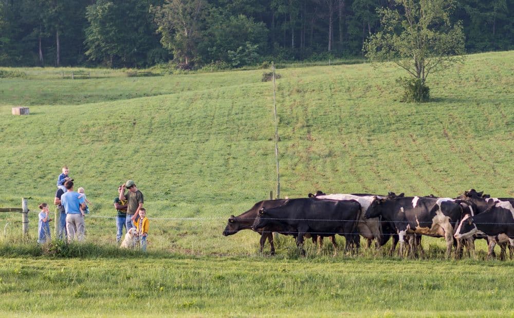 A farm family leading their herd of cows to a new pasture.